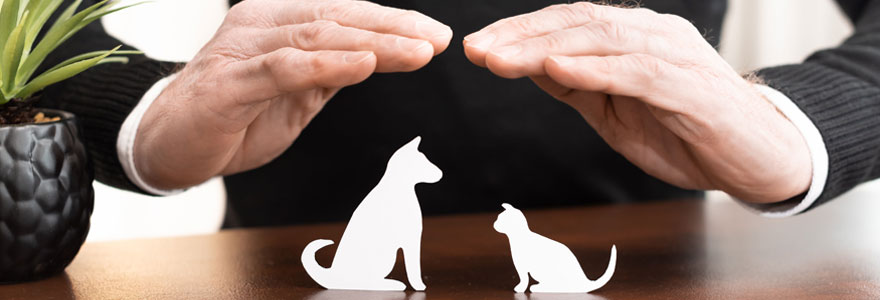 Choisir son assurance animaux